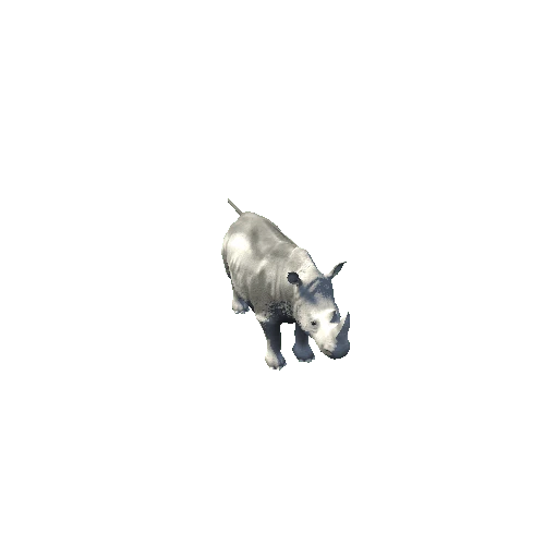 Ceratotherium_Simum_Variation_3_All animation